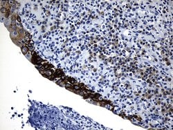 Invitrogen CISD2 Monoclonal Antibody (OTI4D12) 100 &mu;L; Unconjugated:Antibodies,