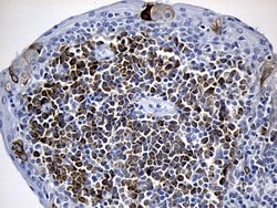 Invitrogen CISD2 Monoclonal Antibody (OTI4D12) 100 &mu;L; Unconjugated:Antibodies,