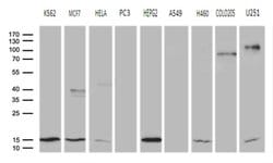 Invitrogen CISD2 Monoclonal Antibody (OTI4D12) 100 &mu;L; Unconjugated:Antibodies,