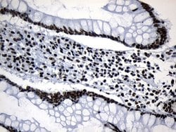 Invitrogen MED19 Monoclonal Antibody (OTI2D1) 100 &mu;L; Unconjugated:Antibodies,