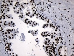 Invitrogen MED19 Monoclonal Antibody (OTI2D1) 100 &mu;L; Unconjugated:Antibodies,