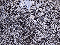 Invitrogen MED19 Monoclonal Antibody (OTI2D1) 100 &mu;L; Unconjugated:Antibodies,
