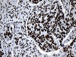 Invitrogen MED19 Monoclonal Antibody (OTI2D1) 100 &mu;L; Unconjugated:Antibodies,
