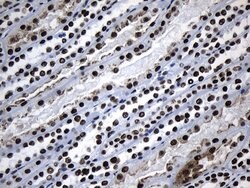 Invitrogen MED19 Monoclonal Antibody (OTI2D1) 100 &mu;L; Unconjugated:Antibodies,