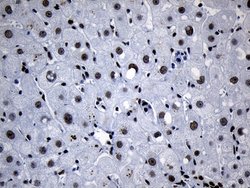 Invitrogen MED19 Monoclonal Antibody (OTI2D1) 100 &mu;L; Unconjugated:Antibodies,