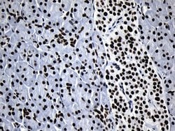 Invitrogen MED19 Monoclonal Antibody (OTI2D1) 100 &mu;L; Unconjugated:Antibodies,
