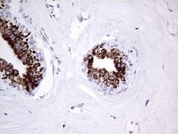 Invitrogen PRODH Monoclonal Antibody (OTI2C11) 100 &mu;L; Unconjugated:Antibodies,