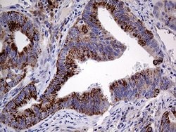 Invitrogen PRODH Monoclonal Antibody (OTI2C11) 100 &mu;L; Unconjugated:Antibodies,