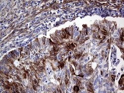 Invitrogen PRODH Monoclonal Antibody (OTI2C11) 100 &mu;L; Unconjugated:Antibodies,