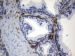 Invitrogen PRODH Monoclonal Antibody (OTI2C11) 100 &mu;L; Unconjugated:Antibodies,