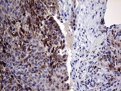 Invitrogen PRODH Monoclonal Antibody (OTI2C11) 100 &mu;L; Unconjugated:Antibodies,