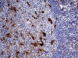Invitrogen PRODH Monoclonal Antibody (OTI2C11) 100 &mu;L; Unconjugated:Antibodies,