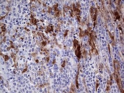 Invitrogen PRODH Monoclonal Antibody (OTI2C11) 100 &mu;L; Unconjugated:Antibodies,