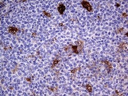 Invitrogen PRODH Monoclonal Antibody (OTI2C11) 100 &mu;L; Unconjugated:Antibodies,