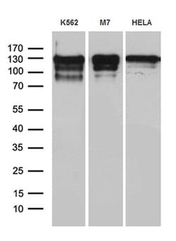 Invitrogen NCOA7 Monoclonal Antibody (OTI1E12) 100 &mu;L; Unconjugated:Antibodies,