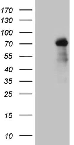 Invitrogen ZNF264 Monoclonal Antibody (OTI8F4) 100 &mu;L; Unconjugated:Antibodies,