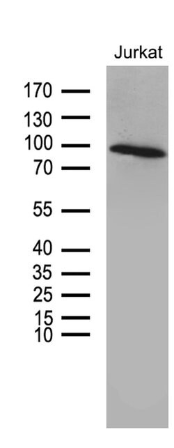 Invitrogen ZNF264 Monoclonal Antibody (OTI8F4) 100 &mu;L; Unconjugated:Antibodies,