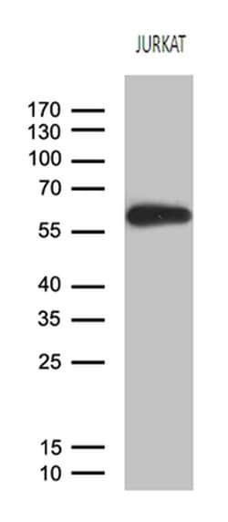 Invitrogen ZNF583 Monoclonal Antibody (OTI4H2) 100 &mu;L | Buy Online | Invitrogen&trade; | Fisher Scientific