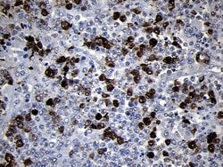 Invitrogen RRM2 Monoclonal Antibody (OTI1F2) 100 &mu;L; Unconjugated:Antibodies,