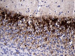Invitrogen PRODH Monoclonal Antibody (OTI1H6) 100 &mu;L; Unconjugated:Antibodies,