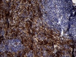 Invitrogen PRODH Monoclonal Antibody (OTI1H6) 100 &mu;L; Unconjugated:Antibodies,