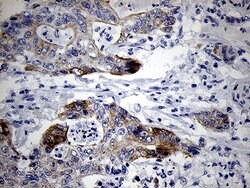 Invitrogen RNase11 Monoclonal Antibody (OTI1D10) 100 &mu;L; Unconjugated:Antibodies,