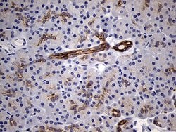 Invitrogen RNase11 Monoclonal Antibody (OTI1D10) 100 &mu;L; Unconjugated:Antibodies,