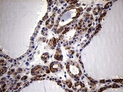 Invitrogen RNase11 Monoclonal Antibody (OTI1D10) 100 &mu;L; Unconjugated:Antibodies,