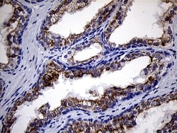 Invitrogen RNase11 Monoclonal Antibody (OTI1D10) 100 &mu;L; Unconjugated:Antibodies,