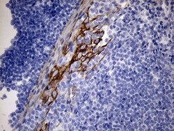Invitrogen RNase11 Monoclonal Antibody (OTI1D10) 100 &mu;L; Unconjugated:Antibodies,