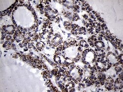 Invitrogen MRPL44 Monoclonal Antibody (OTI3H5) 100 &mu;L; Unconjugated:Antibodies,