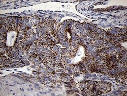 Invitrogen MRPL44 Monoclonal Antibody (OTI3H5) 100 &mu;L; Unconjugated:Antibodies,