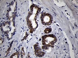 Invitrogen MRPL44 Monoclonal Antibody (OTI3H5) 100 &mu;L; Unconjugated:Antibodies,