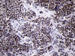 Invitrogen MRPL44 Monoclonal Antibody (OTI3H5) 100 &mu;L; Unconjugated:Antibodies,