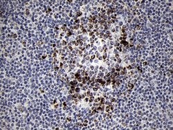 Invitrogen MRPL44 Monoclonal Antibody (OTI3H5) 100 &mu;L; Unconjugated:Antibodies,