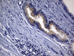 Invitrogen SYTL4 Monoclonal Antibody (OTI2B3) 100 &mu;L; Unconjugated:Antibodies,