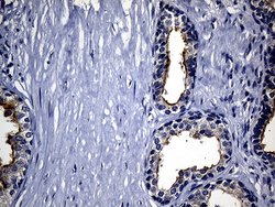 Invitrogen SYTL4 Monoclonal Antibody (OTI2B3) 100 &mu;L; Unconjugated:Antibodies,