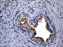 Invitrogen SYTL4 Monoclonal Antibody (OTI2E11) 100 &mu;L; Unconjugated:Antibodies,