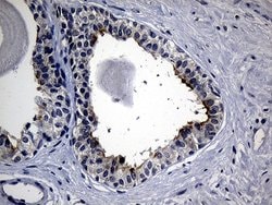 Invitrogen SYTL4 Monoclonal Antibody (OTI2E11) 100 &mu;L; Unconjugated:Antibodies,