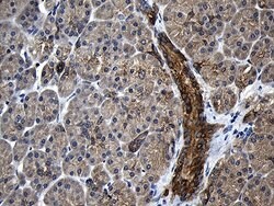 Invitrogen CPT1B Monoclonal Antibody (OTI2A6) 100 &mu;L; Unconjugated:Antibodies,