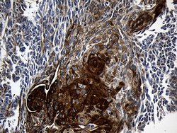 Invitrogen CPT1B Monoclonal Antibody (OTI2A6) 100 &mu;L; Unconjugated:Antibodies,