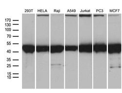 Invitrogen BAG5 Monoclonal Antibody (OTI2C7) 100 &mu;L; Unconjugated:Antibodies,