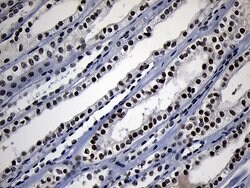 ZHX2 Monoclonal Antibody (OTI2E11), Invitrogen 100 &mu;L; Unconjugated:Antibodies,