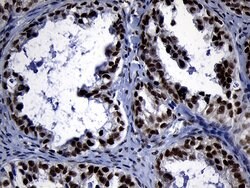 ZHX2 Monoclonal Antibody (OTI2E11), Invitrogen 100 &mu;L; Unconjugated:Antibodies,