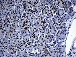 ZHX2 Monoclonal Antibody (OTI2E11), Invitrogen 100 &mu;L; Unconjugated:Antibodies,