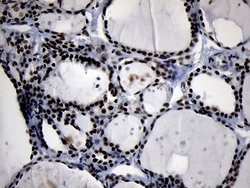 ZHX2 Monoclonal Antibody (OTI2E11), Invitrogen 100 &mu;L; Unconjugated:Antibodies,