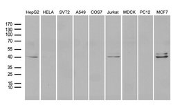 Invitrogen NEUROD4 Monoclonal Antibody (OTI1B7) 100 &mu;L; Unconjugated:Antibodies,