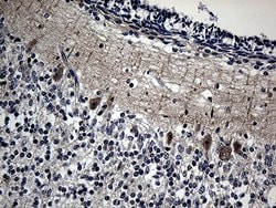 Invitrogen DNAJB6 Monoclonal Antibody (OTI5B5) 100 &mu;L; Unconjugated:Antibodies,