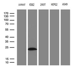 Invitrogen MYL1 Monoclonal Antibody (OTI1H3) 100 &mu;L; Unconjugated:Antibodies,