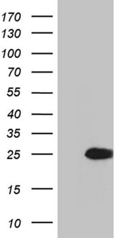 Invitrogen TNFAIP8 Monoclonal Antibody (OTI1H9) 100 &mu;L; Unconjugated:Antibodies,